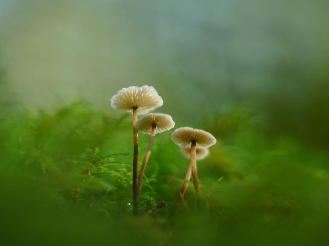 1152x864 Wallpaper mushrooms, moss, grass, macro, blur, nature