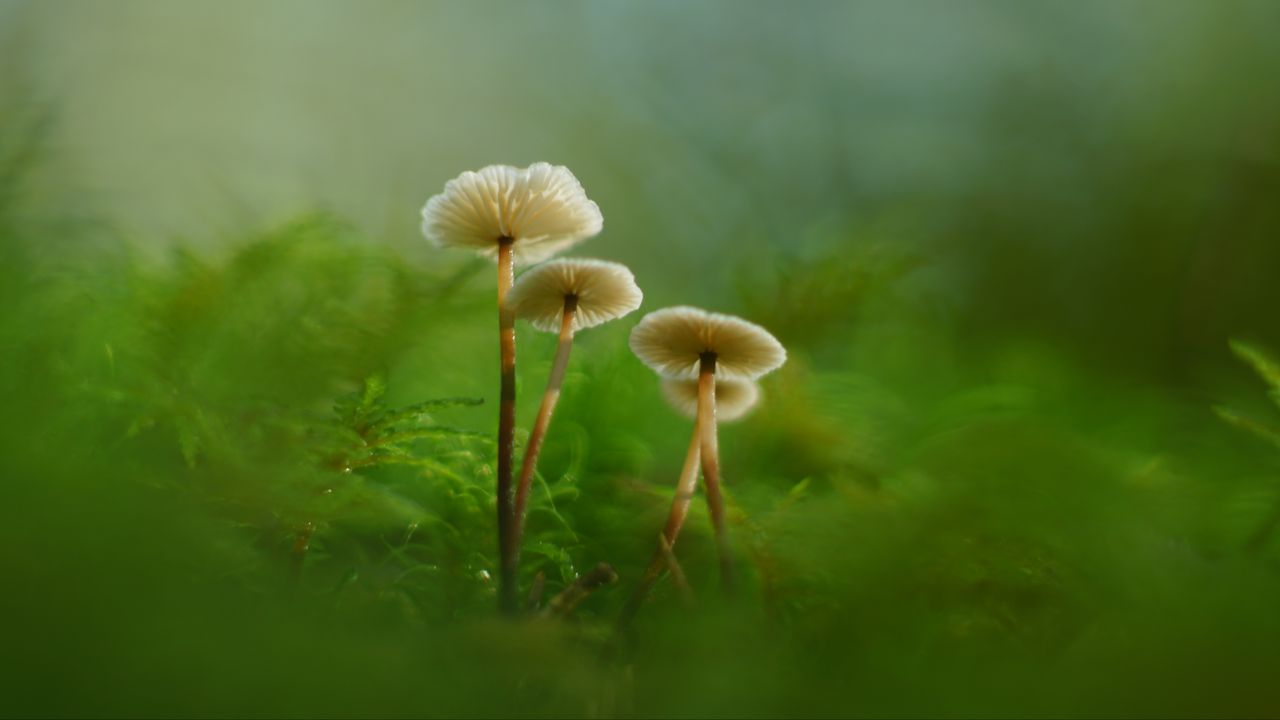 1280x720 Wallpaper mushrooms, moss, grass, macro, blur, nature