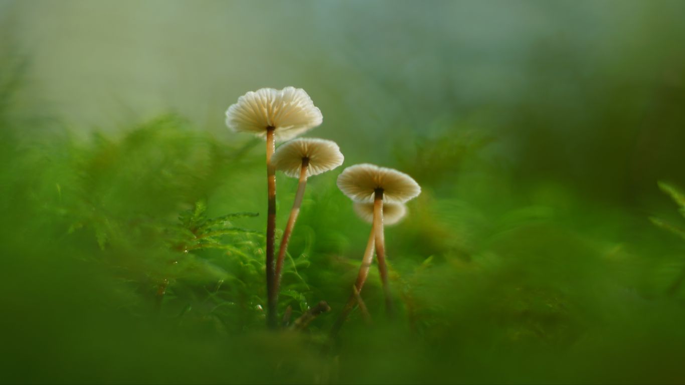 1366x768 Wallpaper mushrooms, moss, grass, macro, blur, nature
