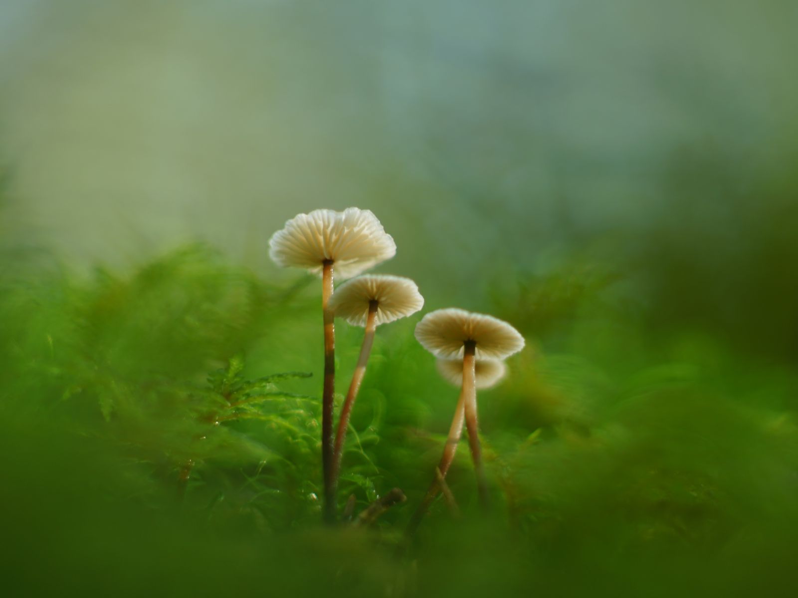 1600x1200 Wallpaper mushrooms, moss, grass, macro, blur, nature