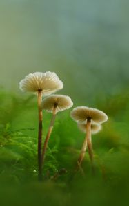 Preview wallpaper mushrooms, moss, grass, macro, blur, nature
