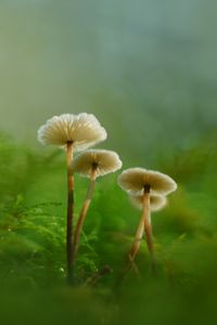 Preview wallpaper mushrooms, moss, grass, macro, blur, nature