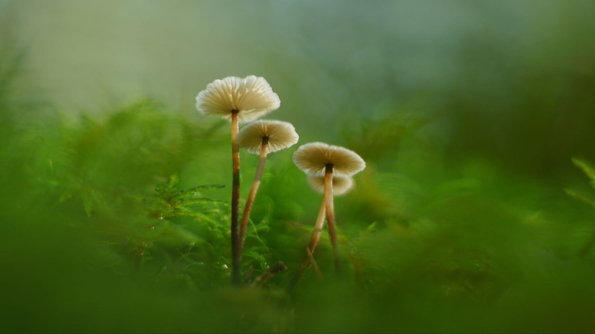 2048x1152 Wallpaper mushrooms, moss, grass, macro, blur, nature