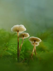 Preview wallpaper mushrooms, moss, grass, macro, blur, nature