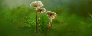 Preview wallpaper mushrooms, moss, grass, macro, blur, nature