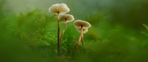 Preview wallpaper mushrooms, moss, grass, macro, blur, nature