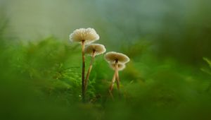Preview wallpaper mushrooms, moss, grass, macro, blur, nature