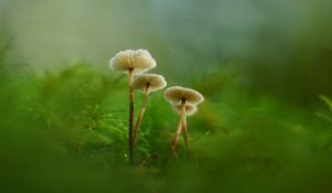 Preview wallpaper mushrooms, moss, grass, macro, blur, nature