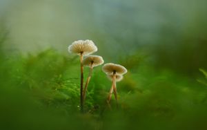 Preview wallpaper mushrooms, moss, grass, macro, blur, nature