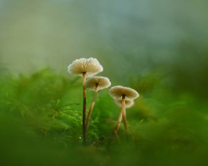 Preview wallpaper mushrooms, moss, grass, macro, blur, nature