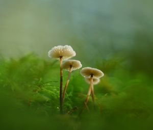 Preview wallpaper mushrooms, moss, grass, macro, blur, nature
