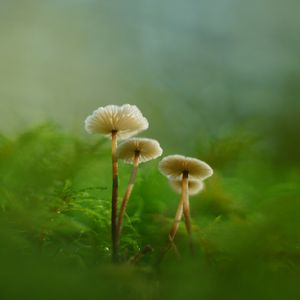 Preview wallpaper mushrooms, moss, grass, macro, blur, nature