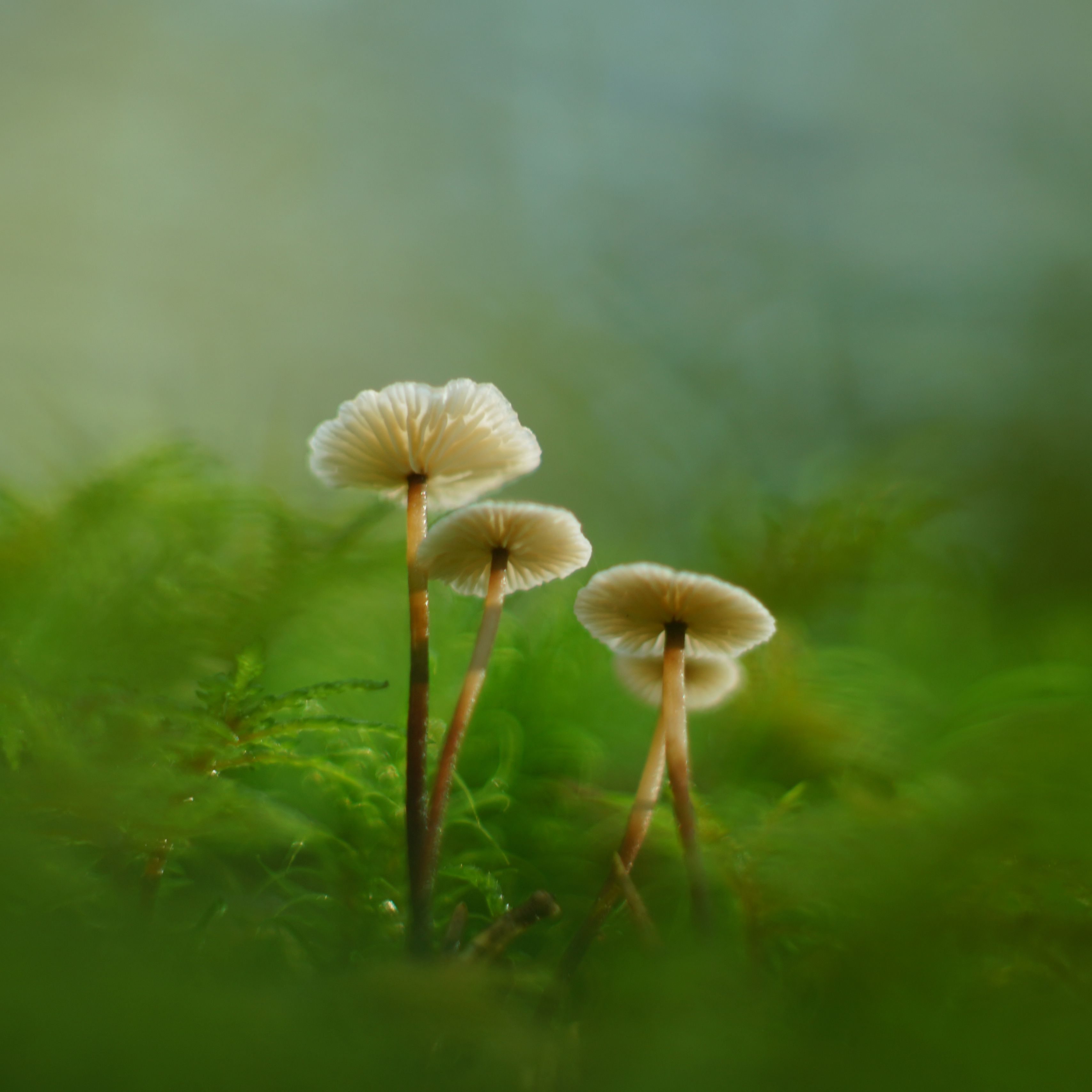 3415x3415 Wallpaper mushrooms, moss, grass, macro, blur, nature