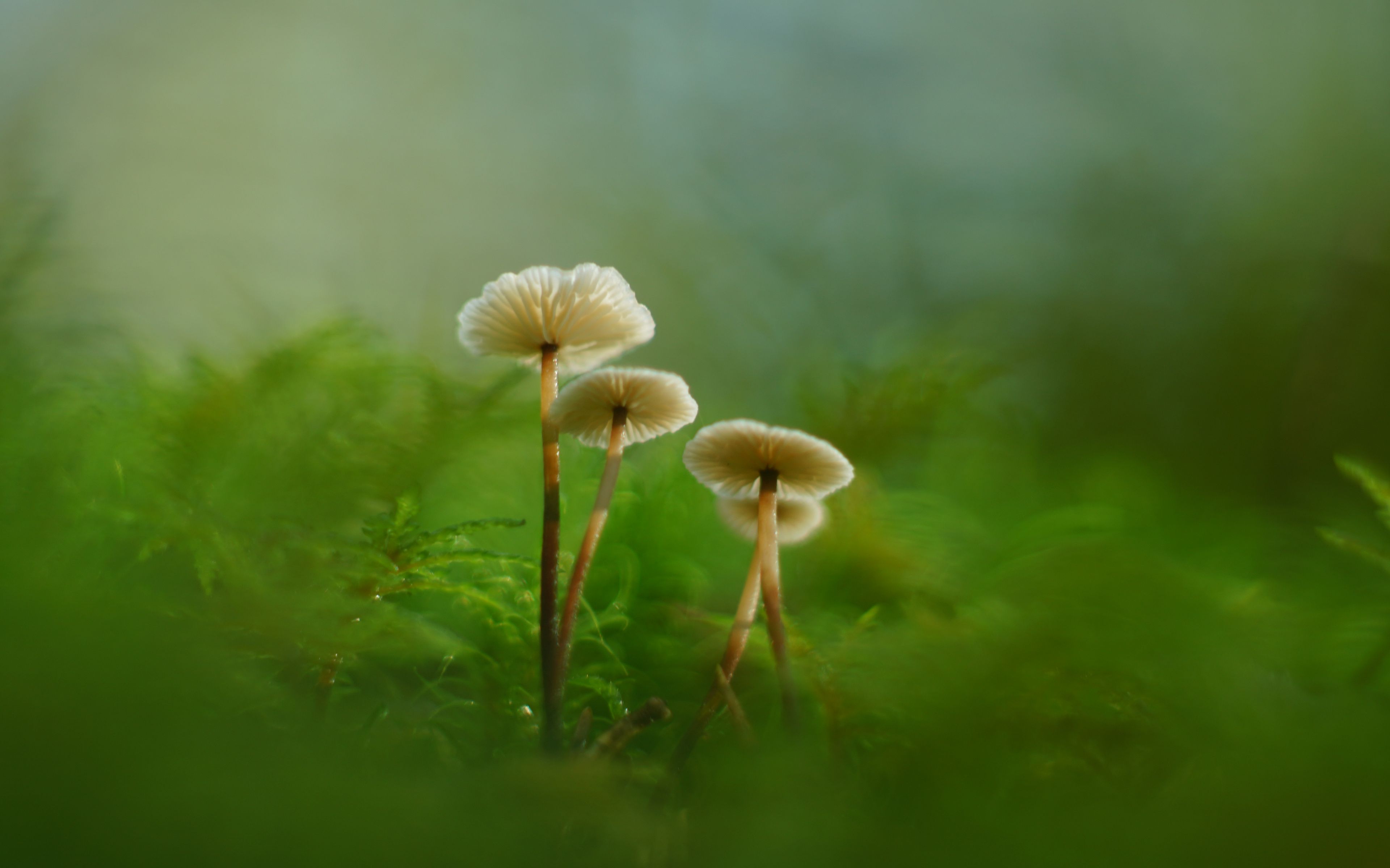 3840x2400 Wallpaper mushrooms, moss, grass, macro, blur, nature