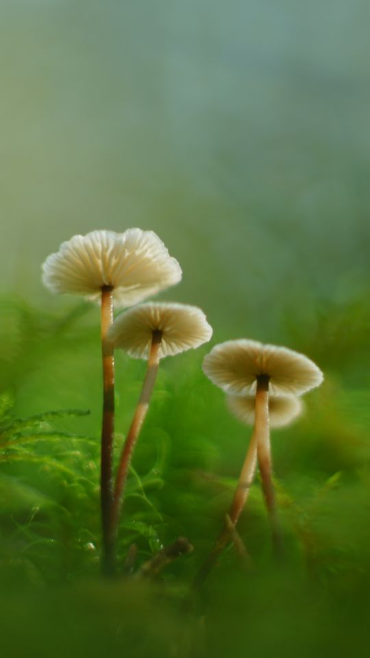 540x960 Wallpaper mushrooms, moss, grass, macro, blur, nature