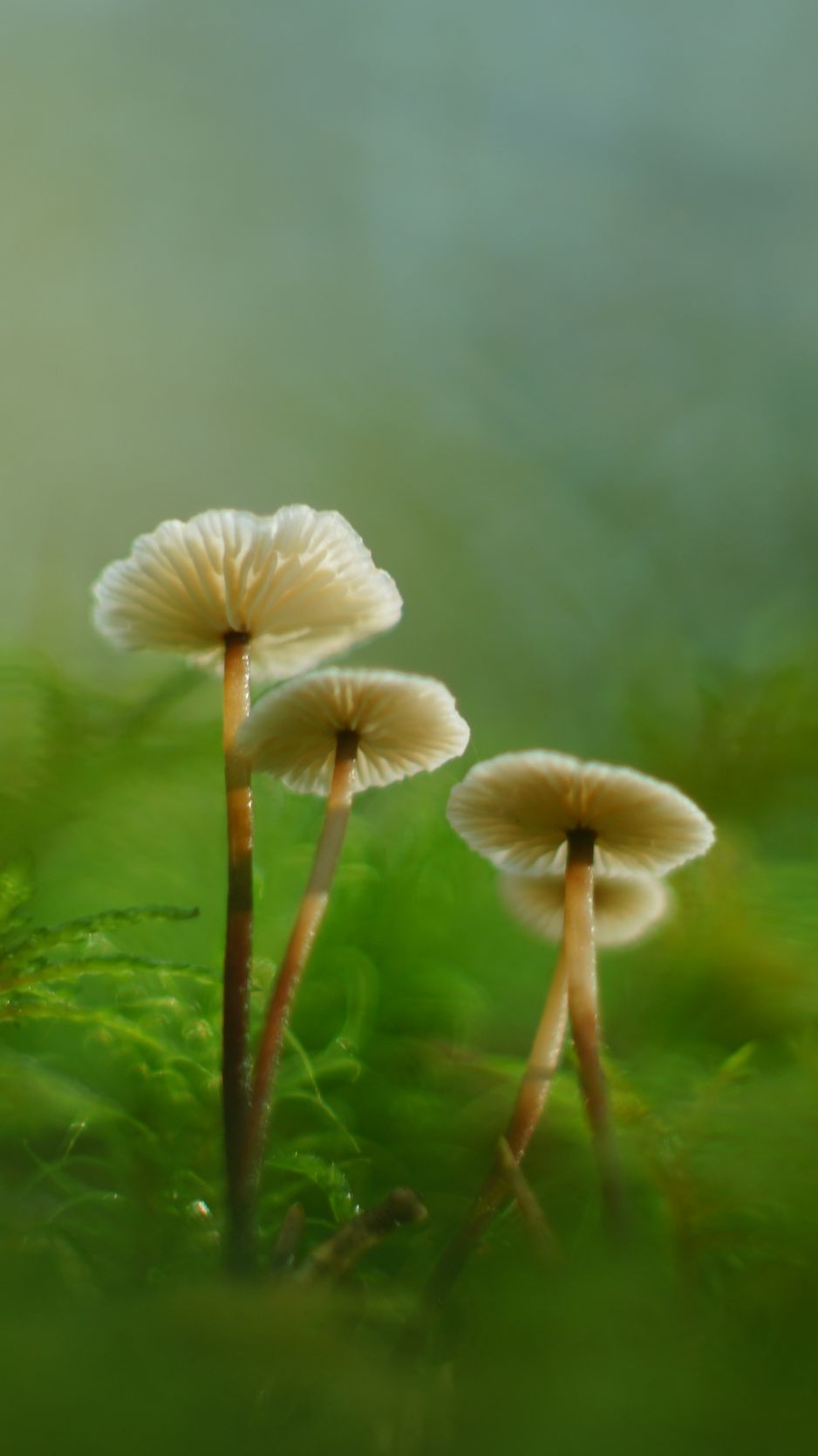 938x1668 Wallpaper mushrooms, moss, grass, macro, blur, nature
