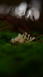 Preview wallpaper mushrooms, moss, macro, closeup