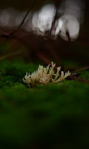 Preview wallpaper mushrooms, moss, macro, closeup