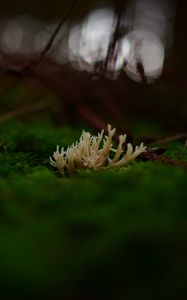 Preview wallpaper mushrooms, moss, macro, closeup