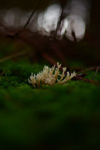 Preview wallpaper mushrooms, moss, macro, closeup