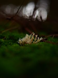 Preview wallpaper mushrooms, moss, macro, closeup