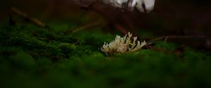 Preview wallpaper mushrooms, moss, macro, closeup