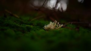 Preview wallpaper mushrooms, moss, macro, closeup