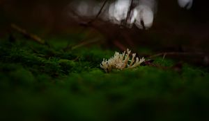 Preview wallpaper mushrooms, moss, macro, closeup