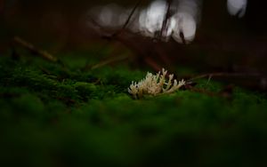 Preview wallpaper mushrooms, moss, macro, closeup