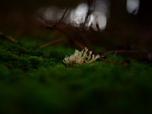 Preview wallpaper mushrooms, moss, macro, closeup