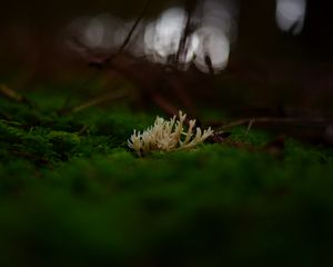 Preview wallpaper mushrooms, moss, macro, closeup