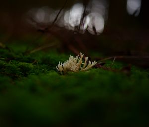 Preview wallpaper mushrooms, moss, macro, closeup