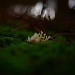 Preview wallpaper mushrooms, moss, macro, closeup