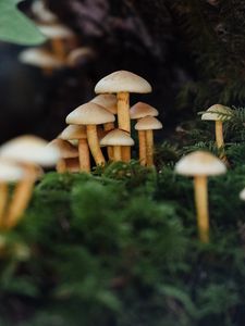 Preview wallpaper mushrooms, moss, macro