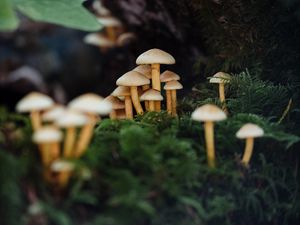 Preview wallpaper mushrooms, moss, macro