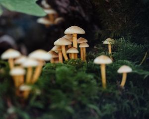Preview wallpaper mushrooms, moss, macro