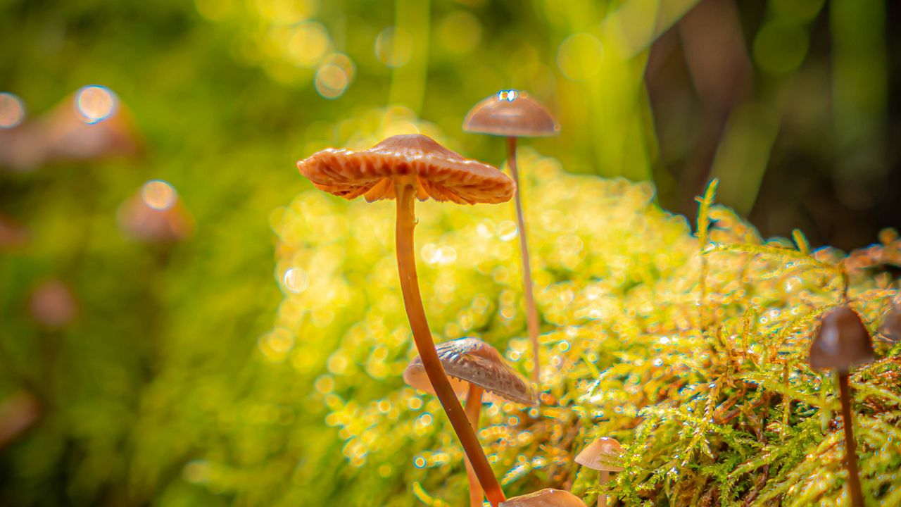 Wallpaper mushrooms, moss, plants, macro, blur