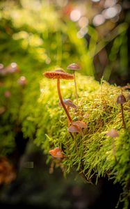 Preview wallpaper mushrooms, moss, plants, macro, blur