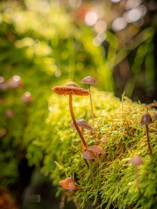 Preview wallpaper mushrooms, moss, plants, macro, blur