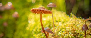 Preview wallpaper mushrooms, moss, plants, macro, blur