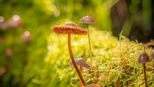 Preview wallpaper mushrooms, moss, plants, macro, blur