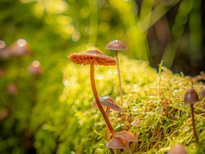 Preview wallpaper mushrooms, moss, plants, macro, blur