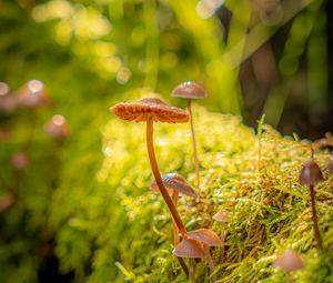 Preview wallpaper mushrooms, moss, plants, macro, blur