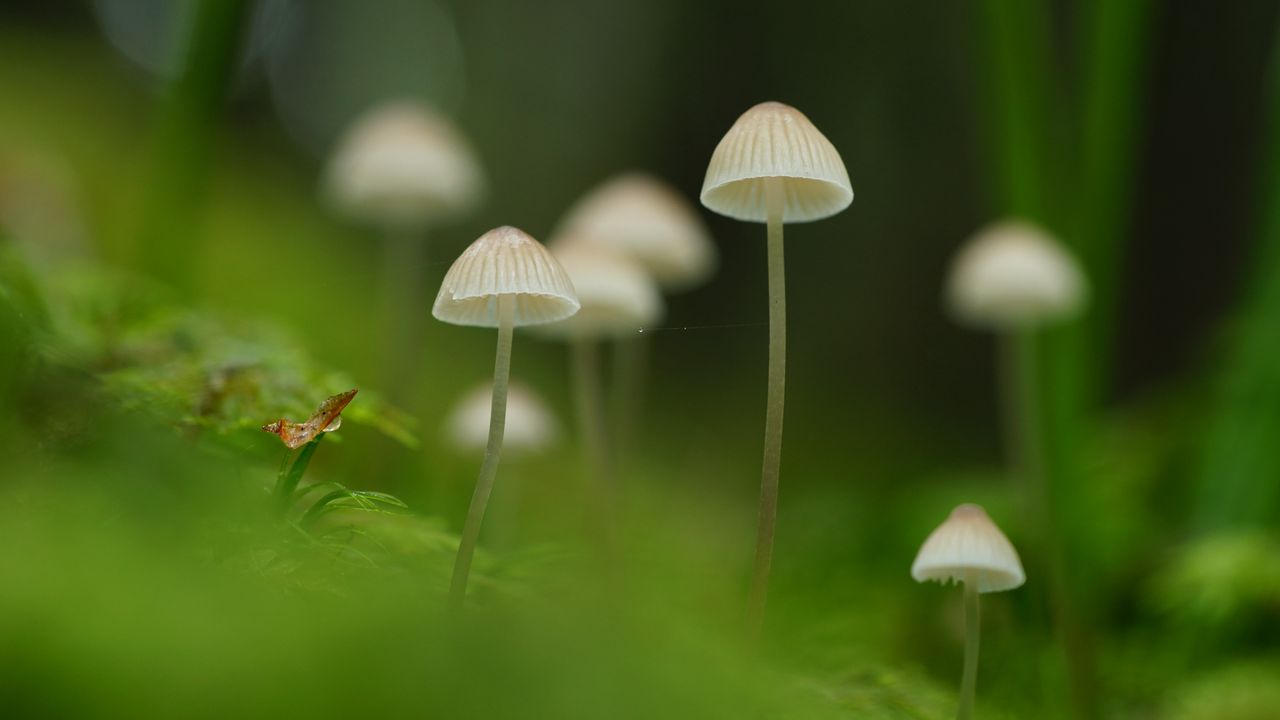 Wallpaper mushrooms, nature, details, macro, green