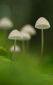 Preview wallpaper mushrooms, nature, details, macro, green