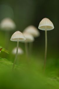 Preview wallpaper mushrooms, nature, details, macro, green