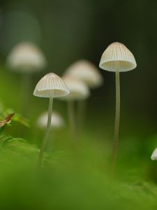 Preview wallpaper mushrooms, nature, details, macro, green