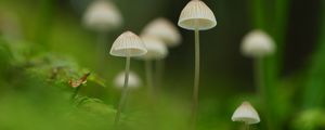 Preview wallpaper mushrooms, nature, details, macro, green