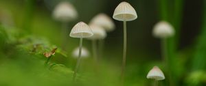 Preview wallpaper mushrooms, nature, details, macro, green