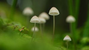 Preview wallpaper mushrooms, nature, details, macro, green